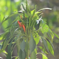 dsc_0009 dsc_0009